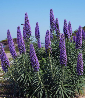 Echium 